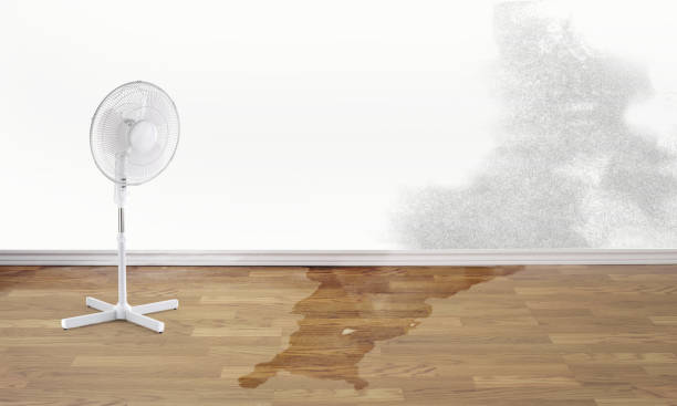 Water damage restoration experts in Meadow Woods, FL