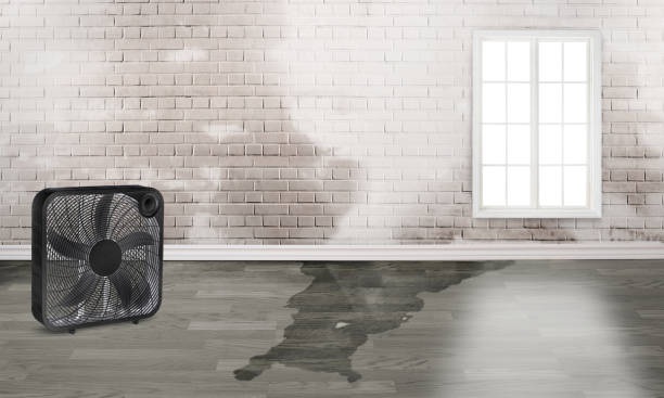 Water damage restoration insurance claims in Meadow Woods, FL